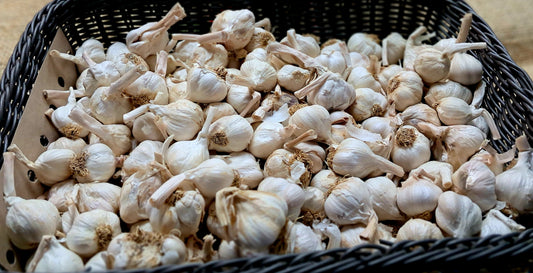 US GARLIC