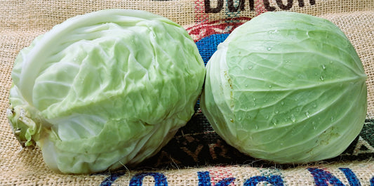 GREEN CABBAGE