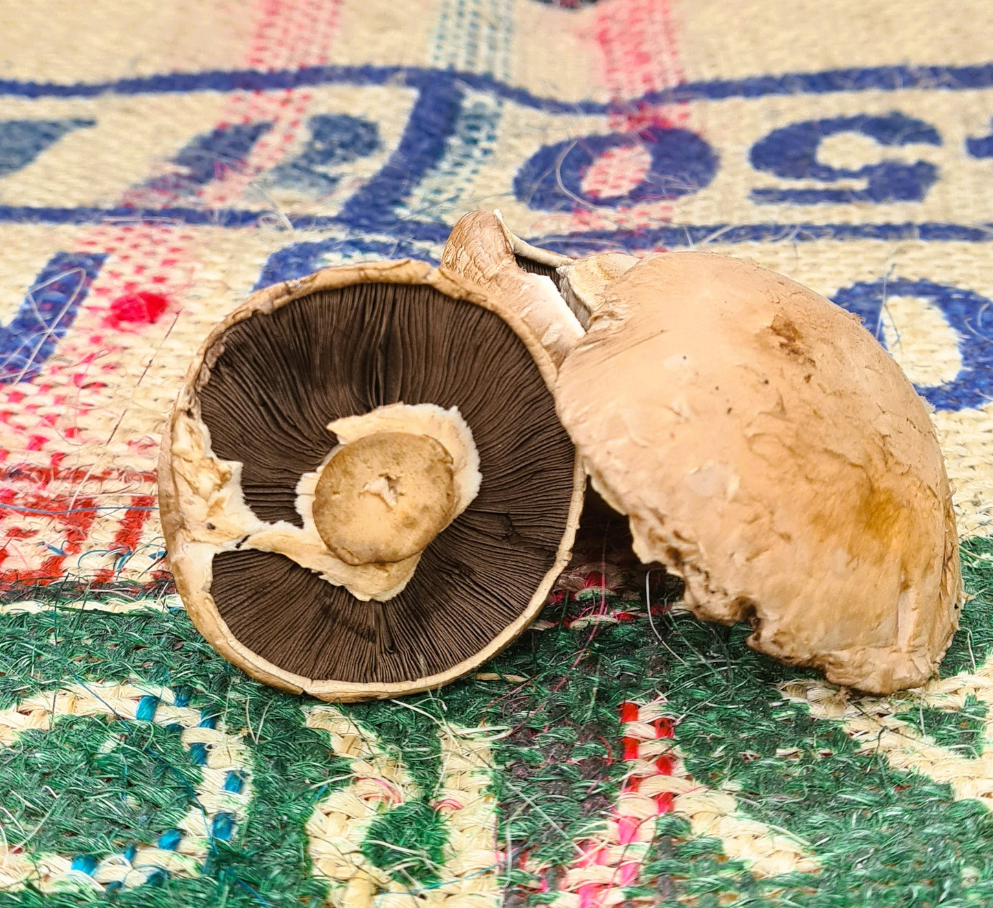 MUSHROOM BROWN