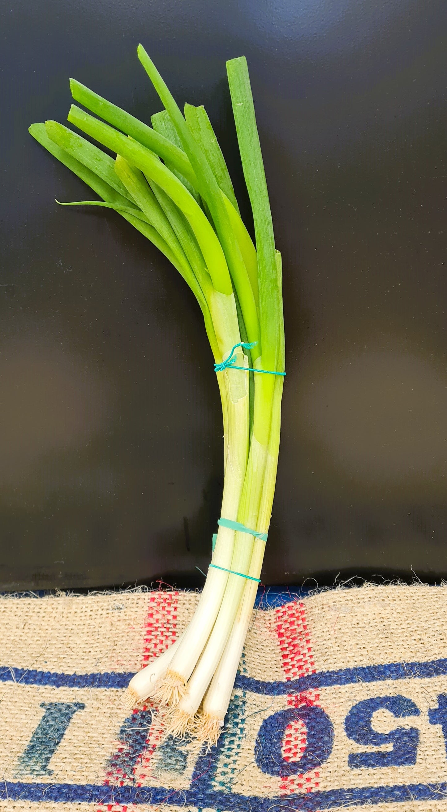 SPRING ONION