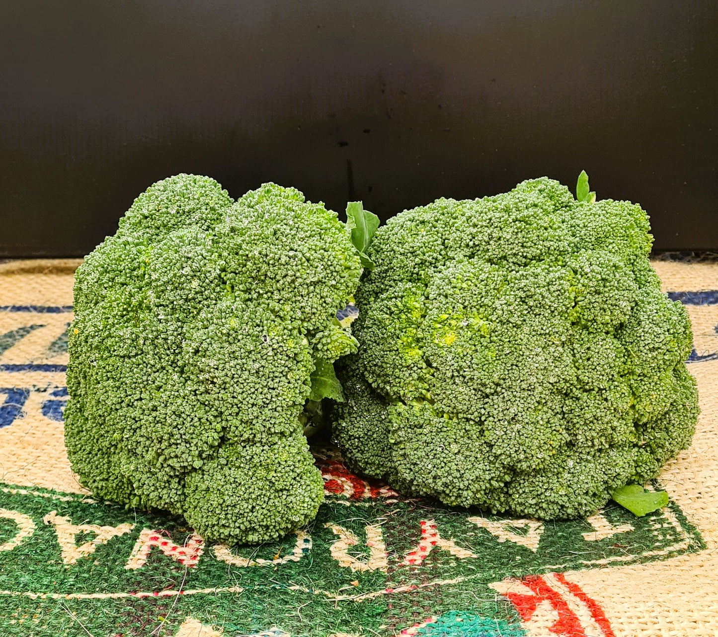 BROCCOLI XL