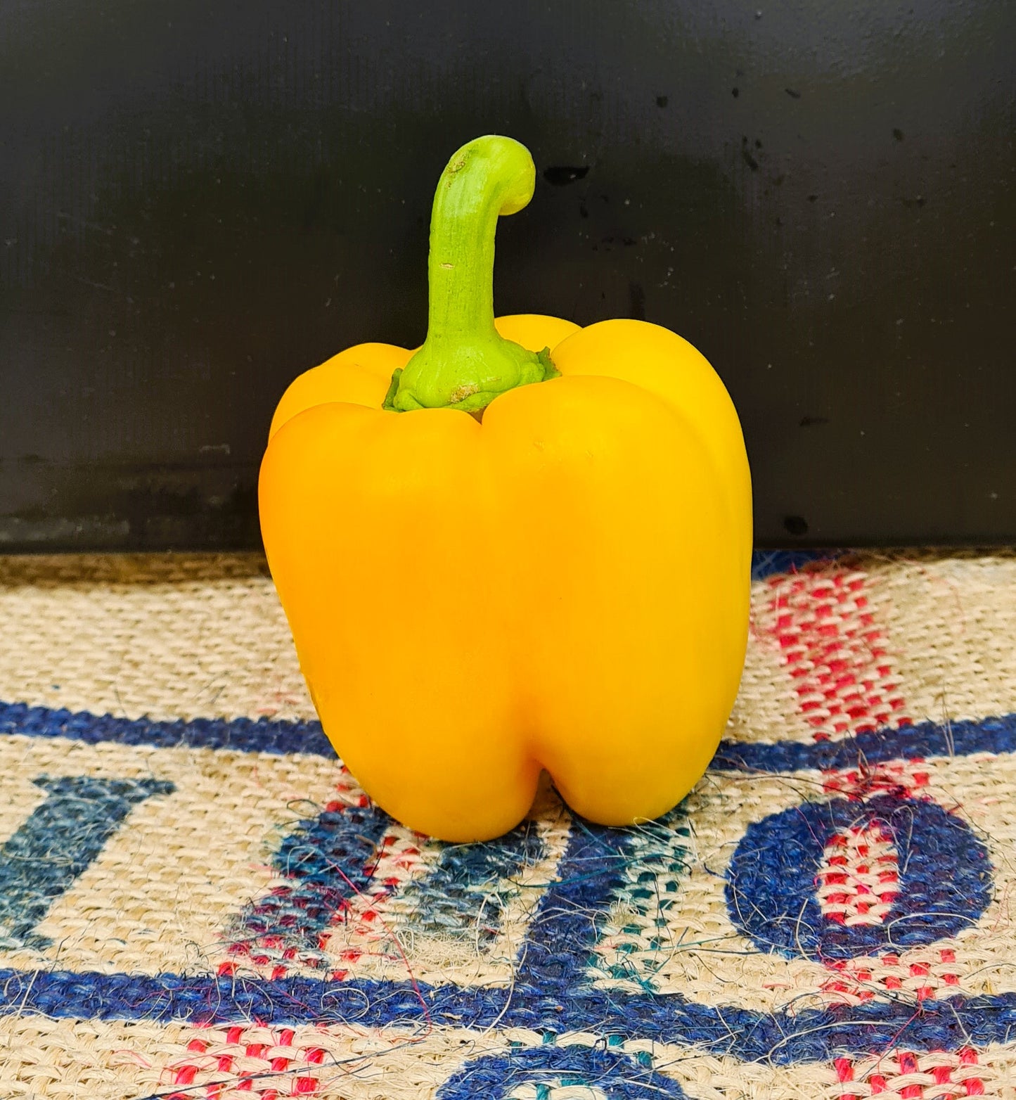YELLOW CAPSICUM