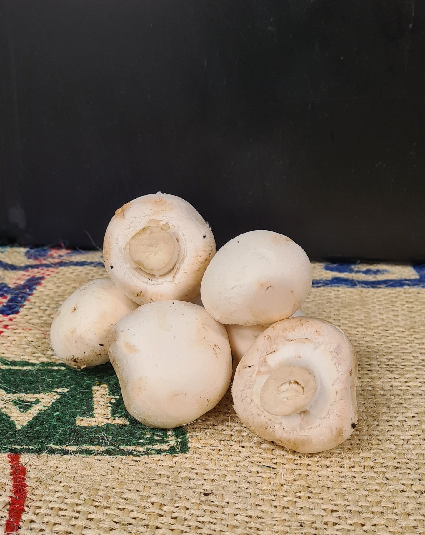 MUSHROOM WHITE