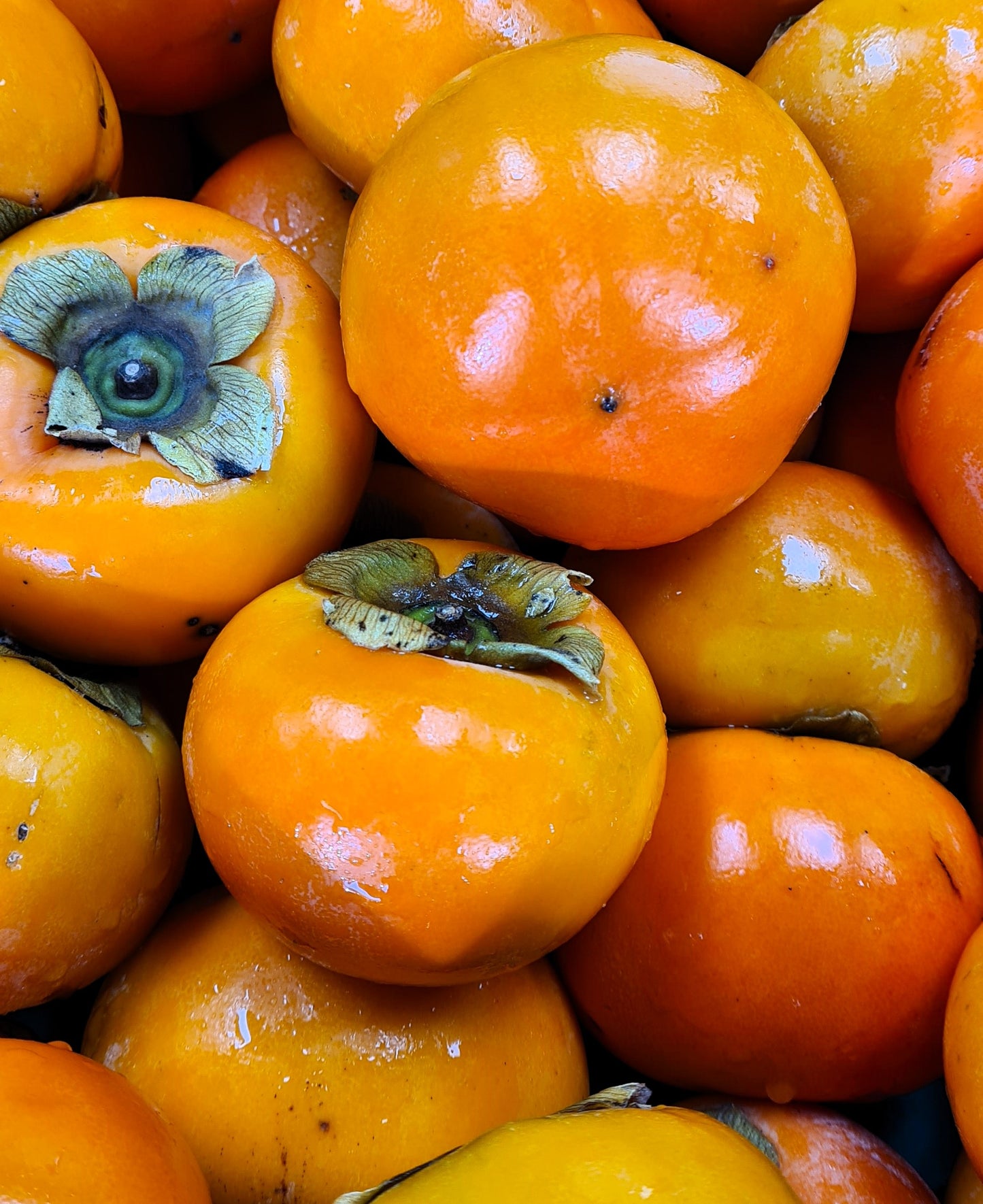 PERSIMMON