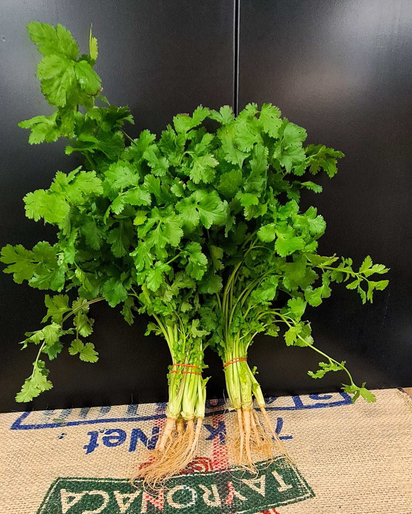 Coriander Bunch