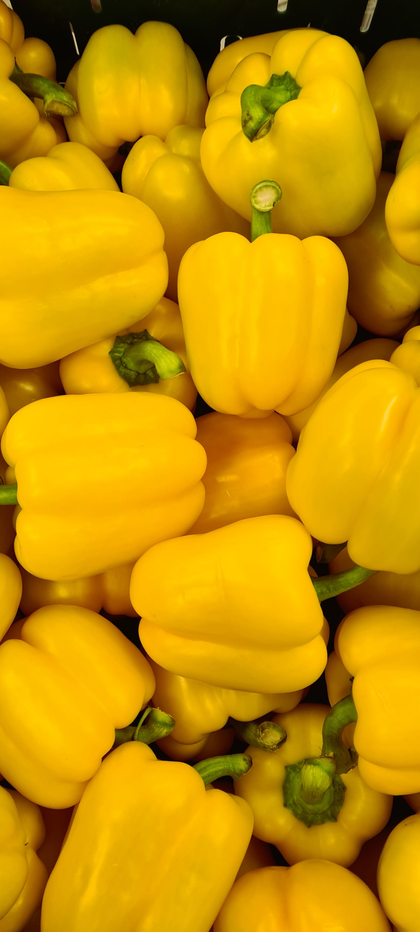 YELLOW CAPSICUM
