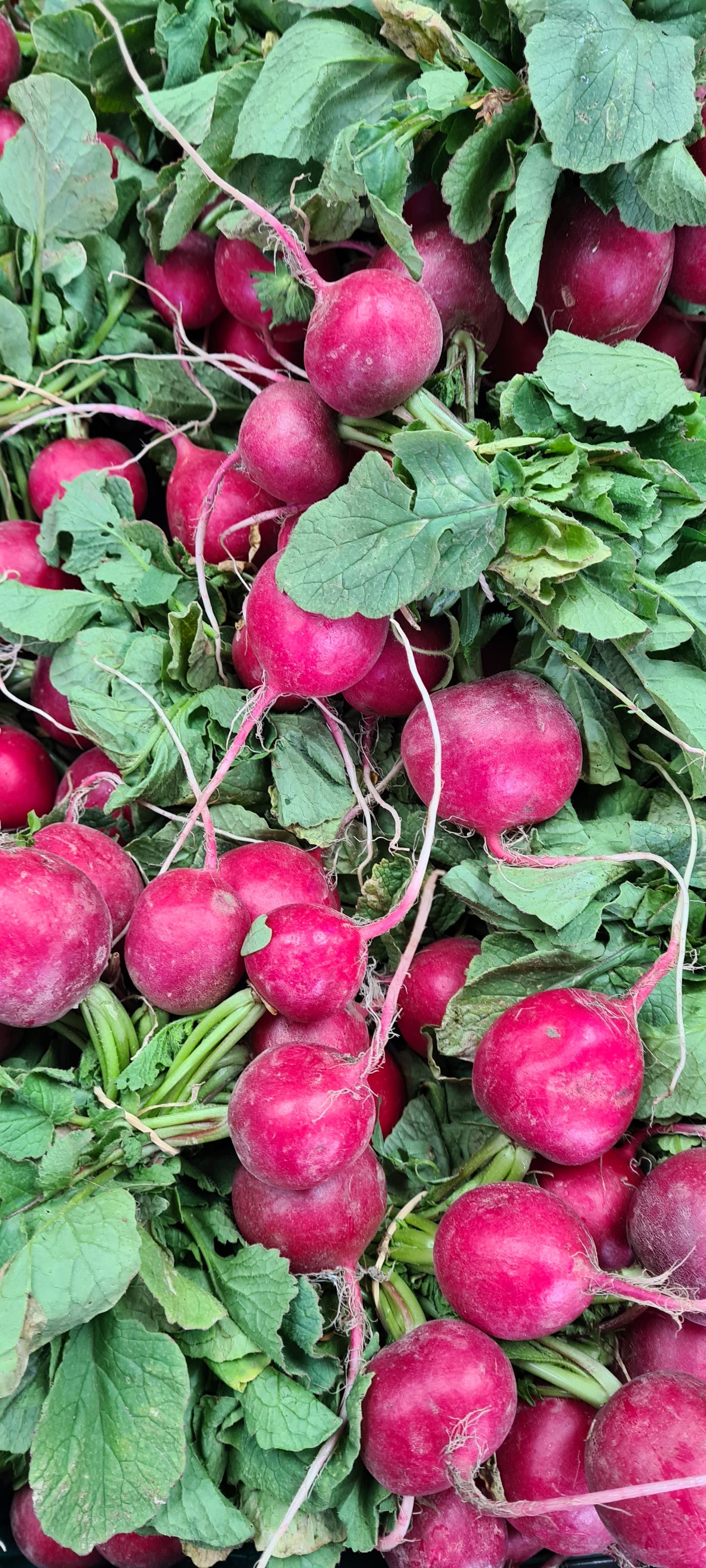Fresh Radish Bunch