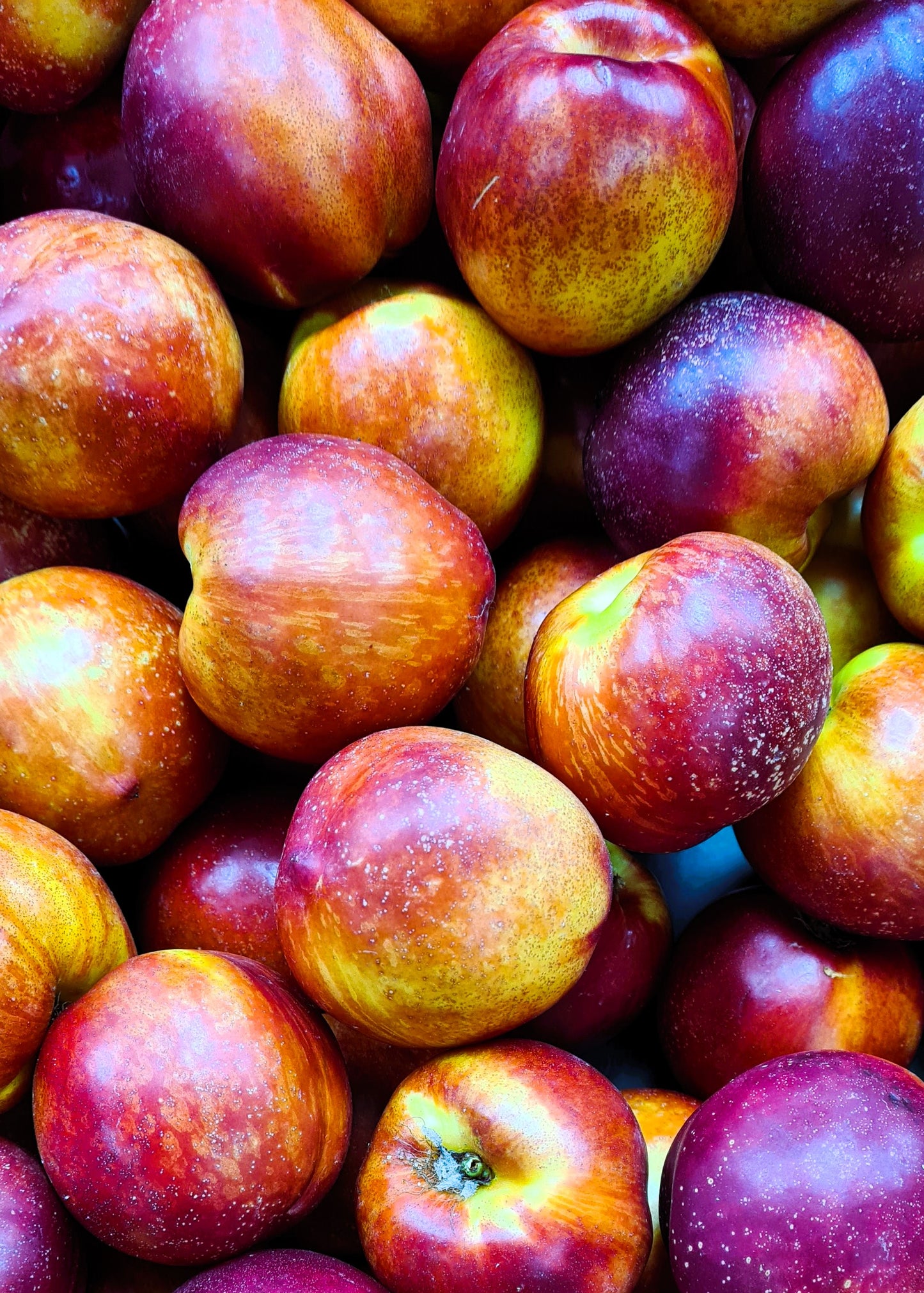 Nectarines