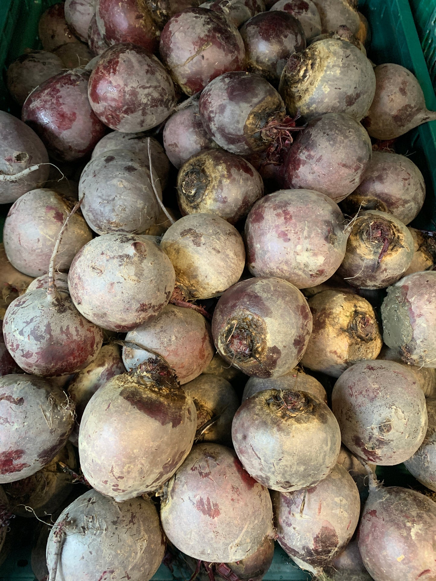 BEETROOT