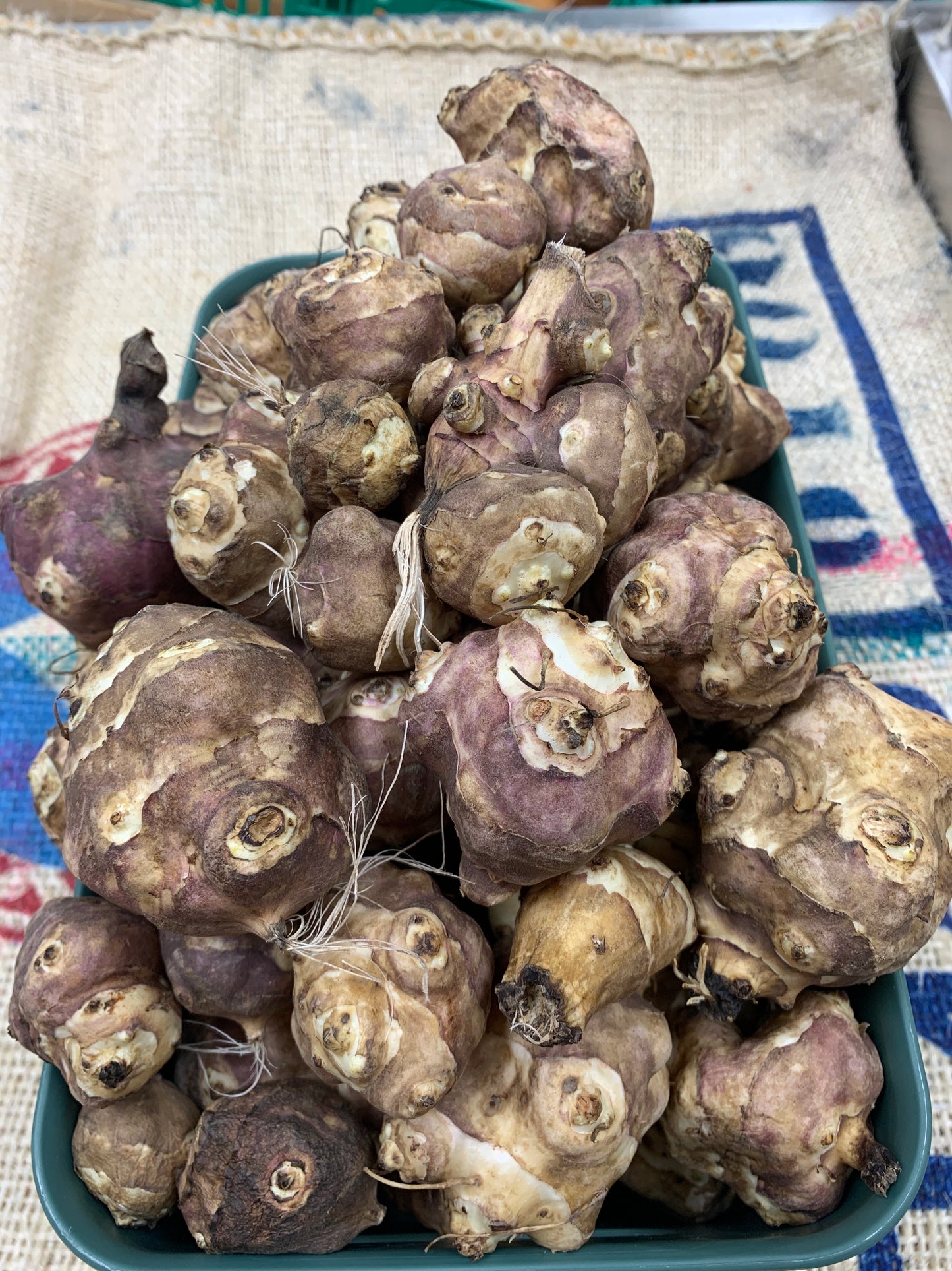 Artichoke-Jerusalem