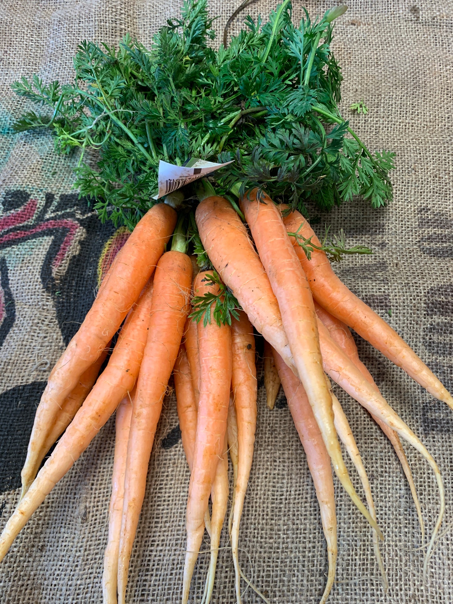 Baby carrot bunch