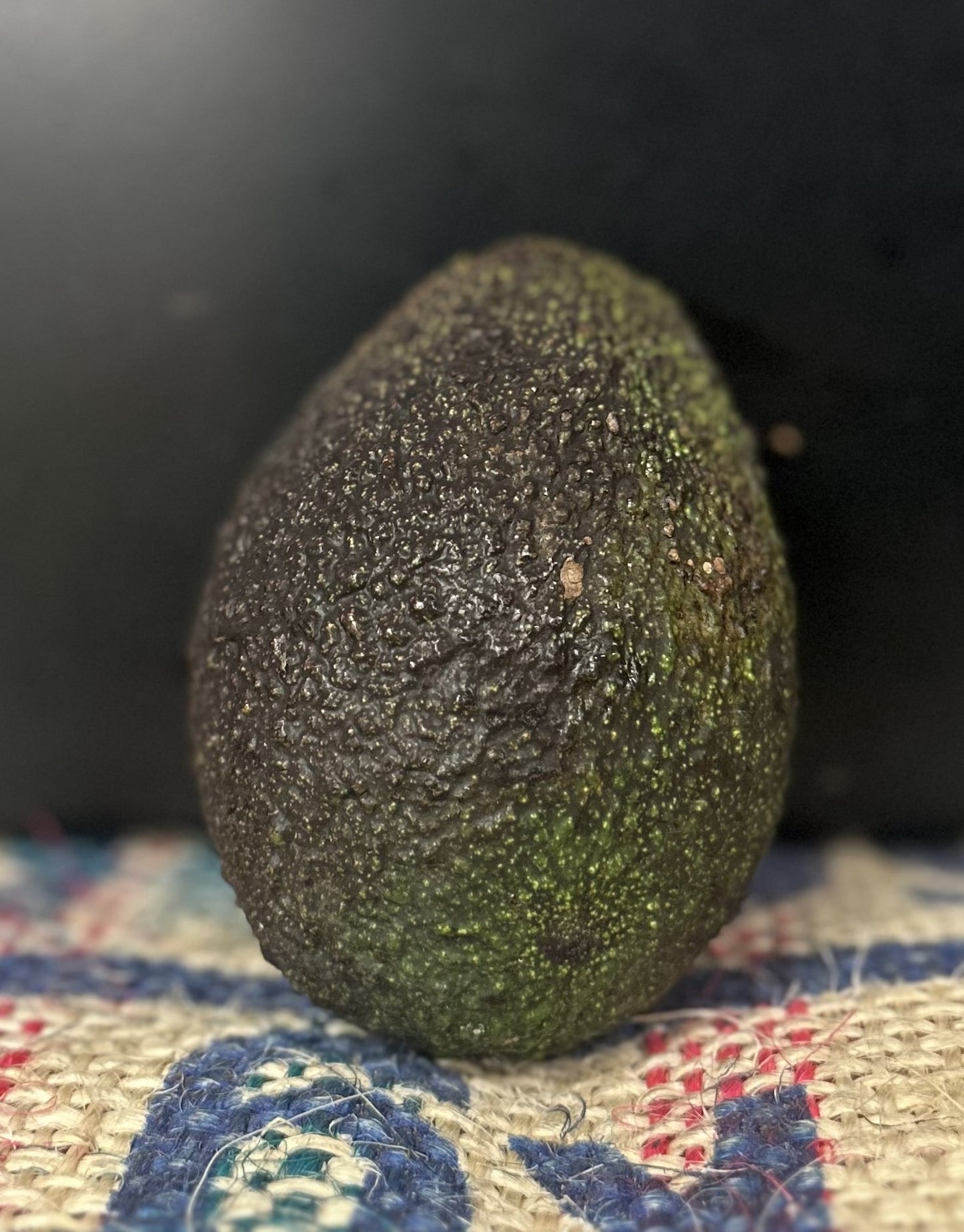 AVOCADO XL