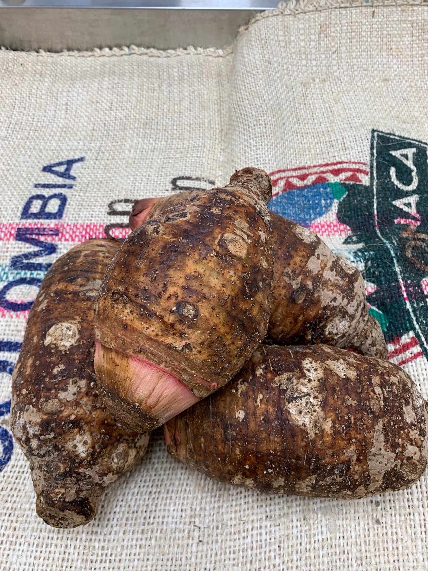Fiji Pink Taro