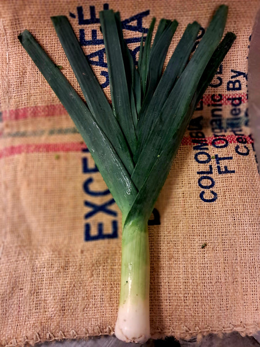 Brighten up your dishes with fresh, tender leeks! Perfect for soups, salads, and more — our locally grown leeks bring a mild, sweet flavor that your family will love. Order now for farm-fresh quality delivered to your door!