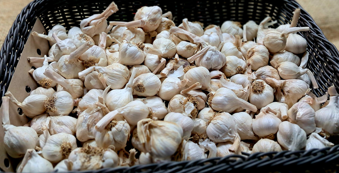 NZ GARLIC