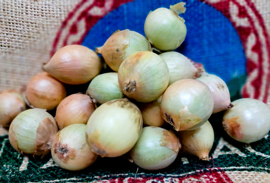 PICKLING ONION