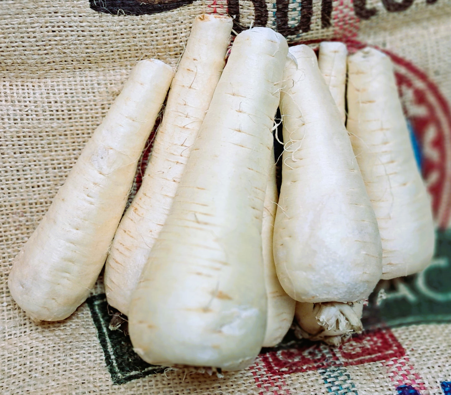 PARSNIP