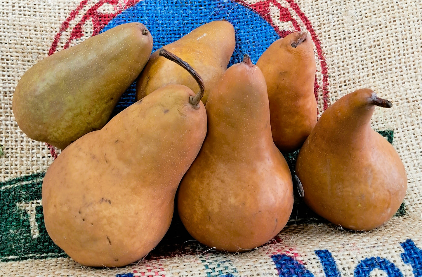 GOLDEN TAYLOR PEARS