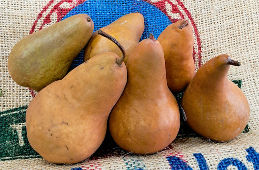 GOLDEN TAYLOR PEARS