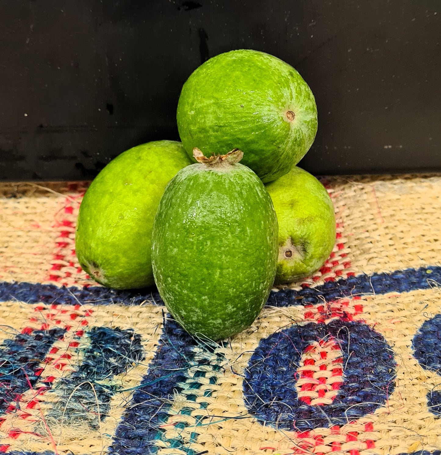 FEIJOA -XL