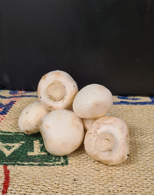 MUSHROOM WHITE