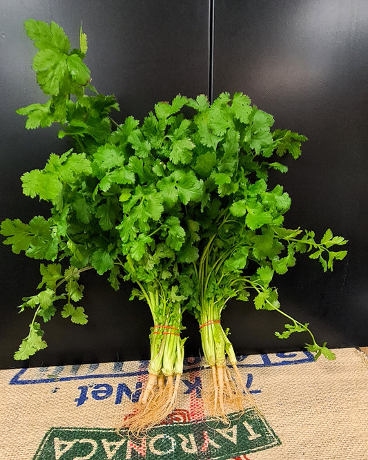 Coriander Bunch
