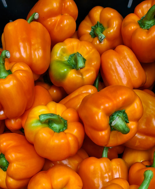 Orange Capsicum