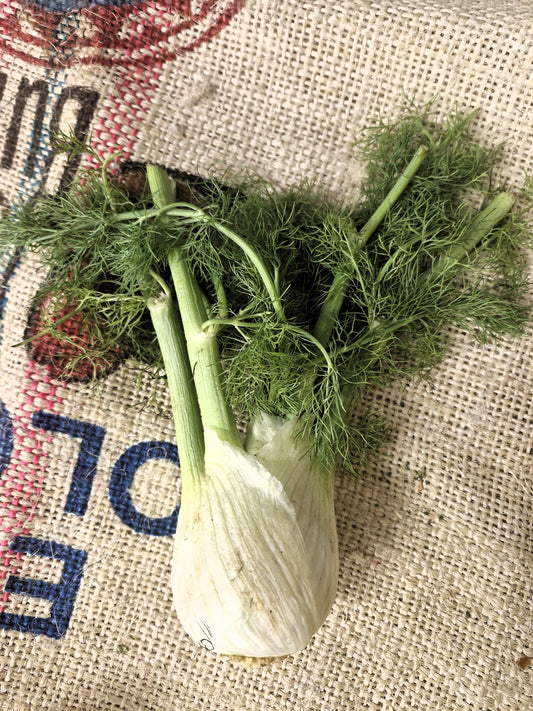 Fennel Bulb