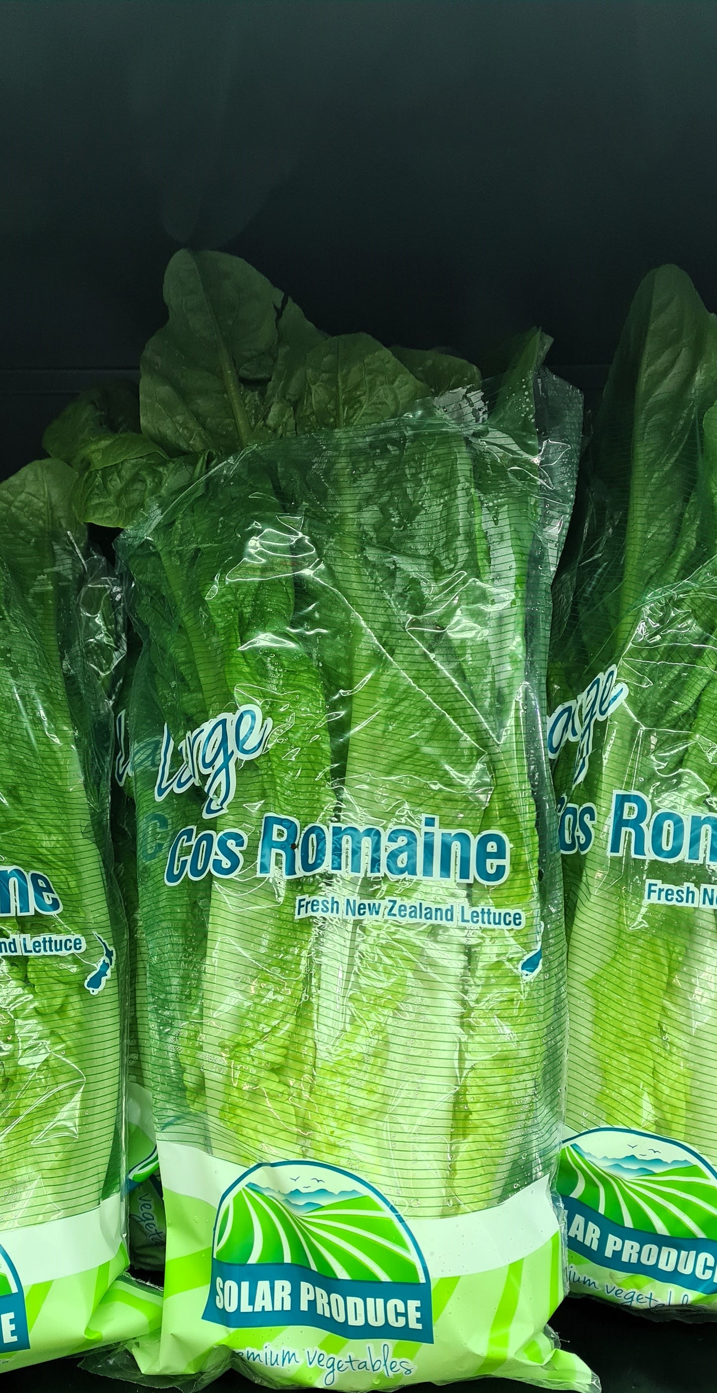 Cos Lettuce