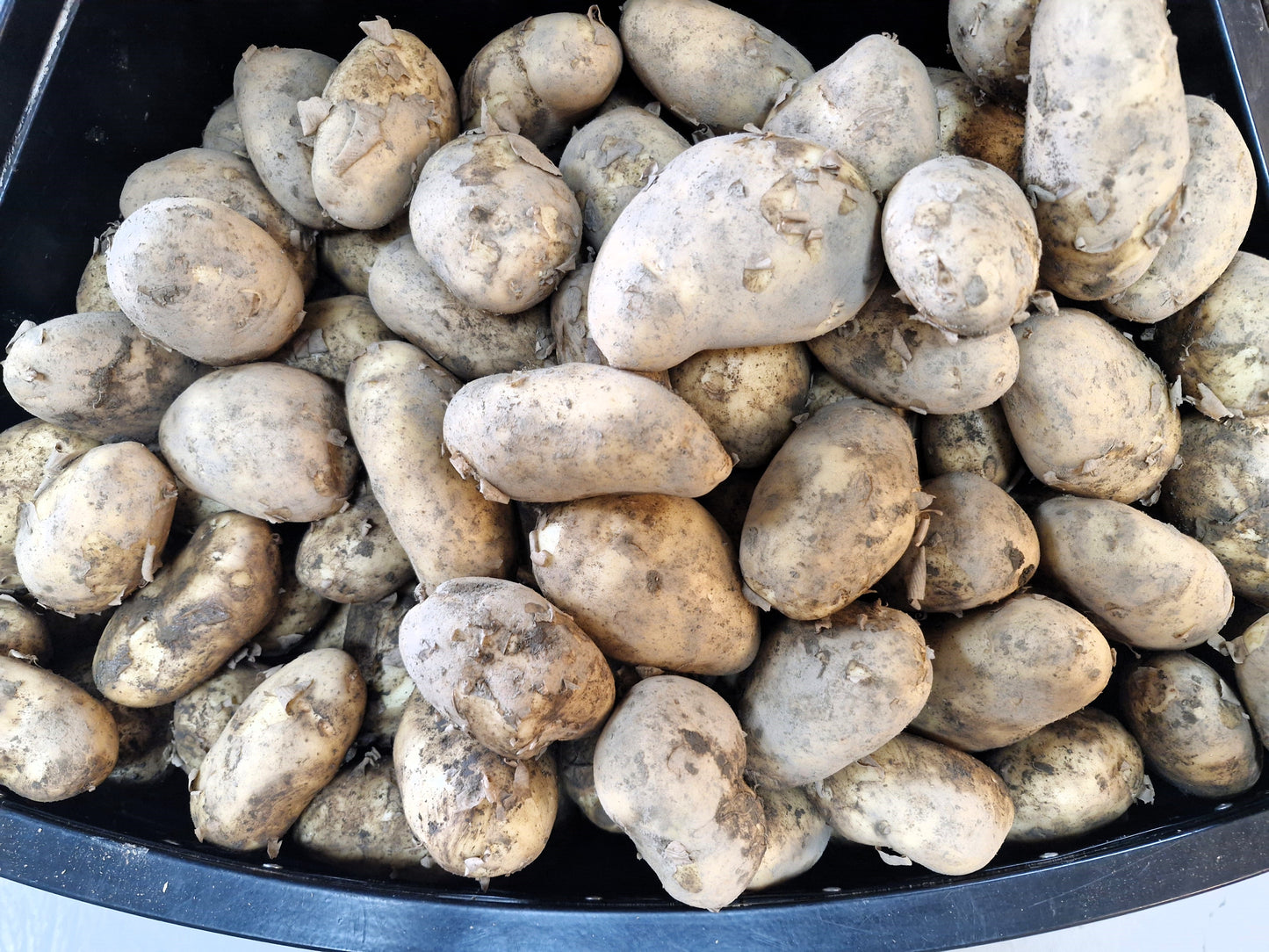 Jersey Benne Potato