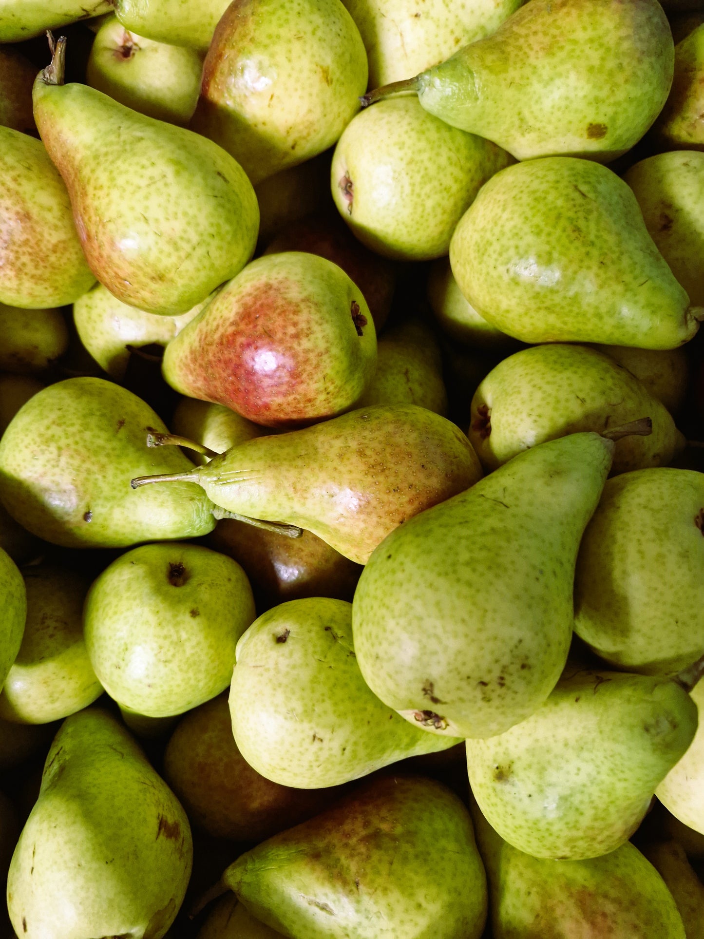 Belle De Jumet pear