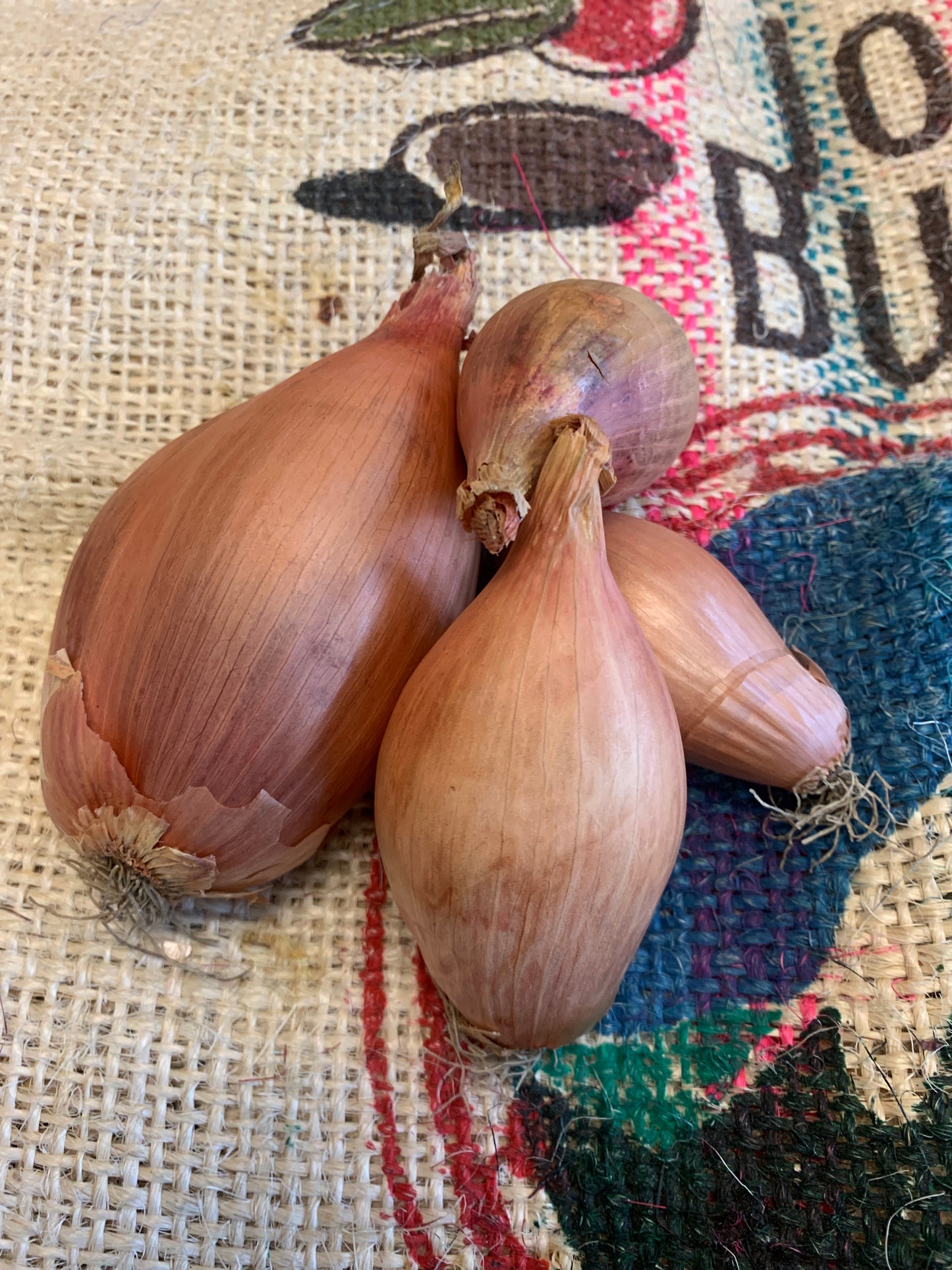 Shallots - NZ