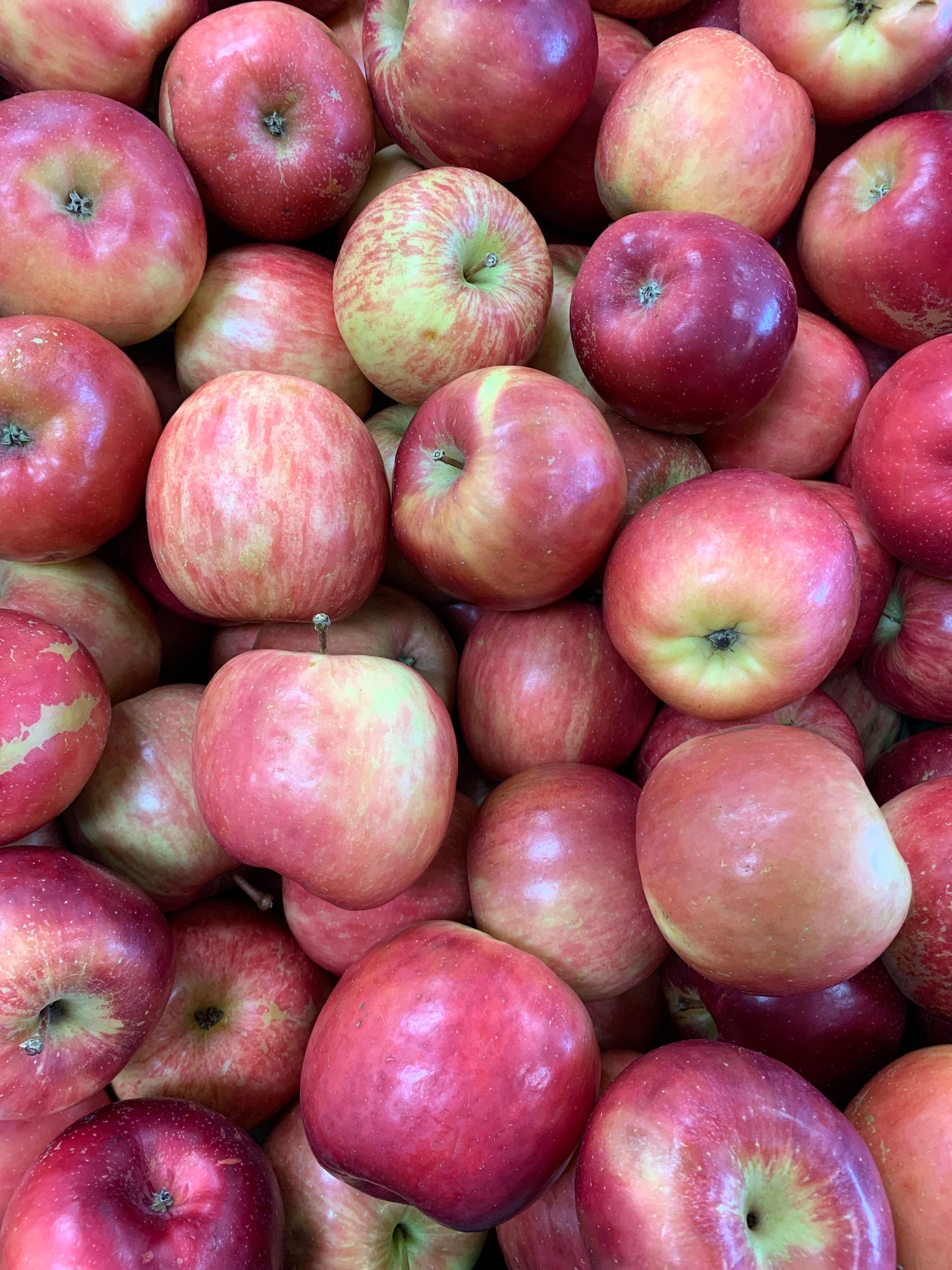 Apples - Fuji