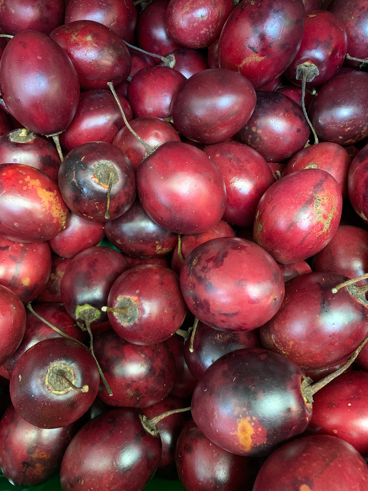 Tamarillo - Red