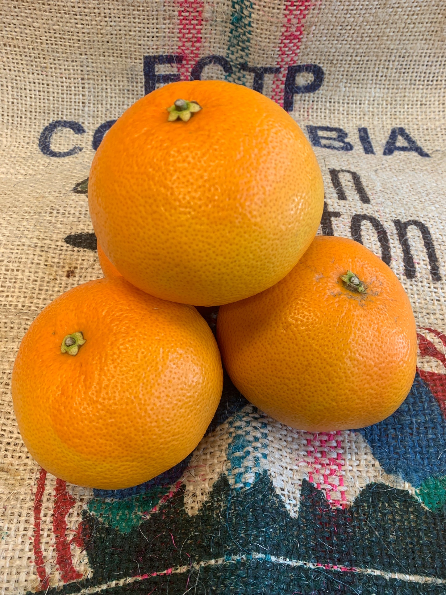 Grapefruit - NZ