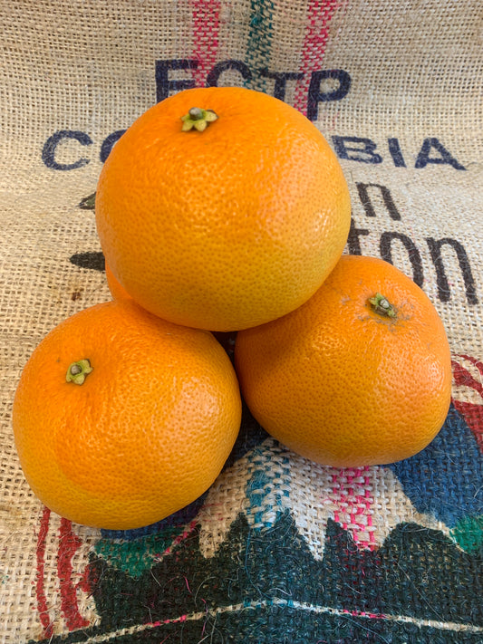 Grapefruit - NZ