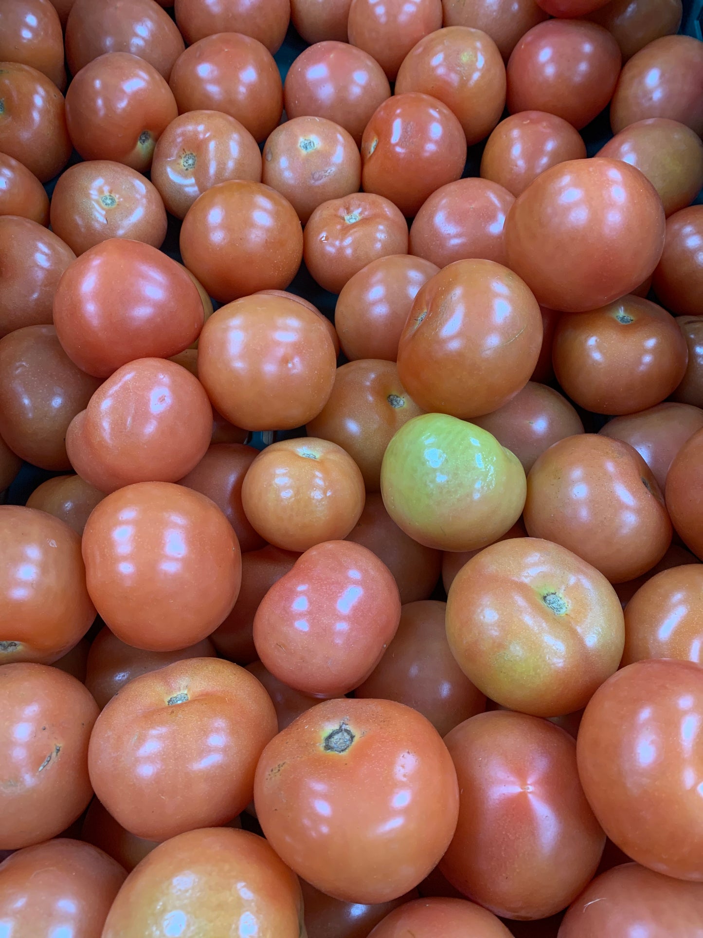 Tomatoes loose
